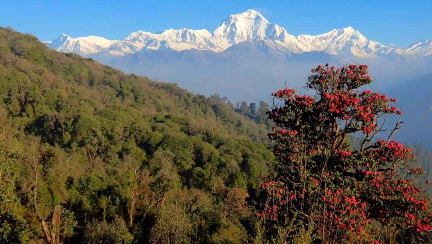 Ghorepani Poonhill Trek