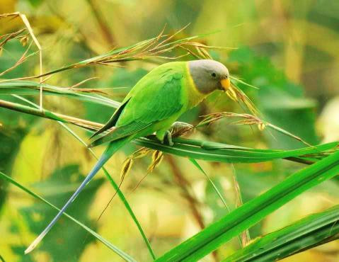 Jungle Safari in Chitwan